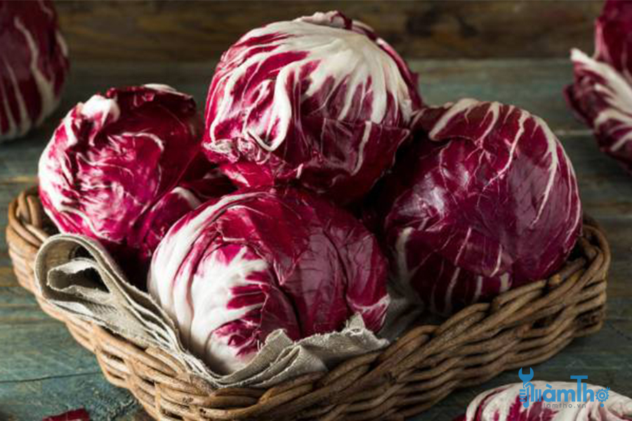 Bắp cải đỏ Radicchio 