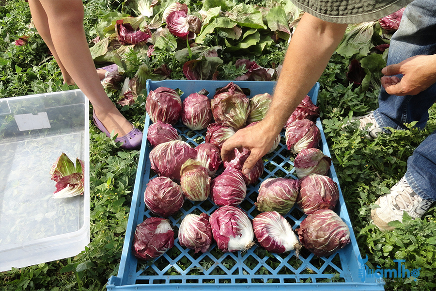 Thu hoạch bắp cải đỏ Radicchio