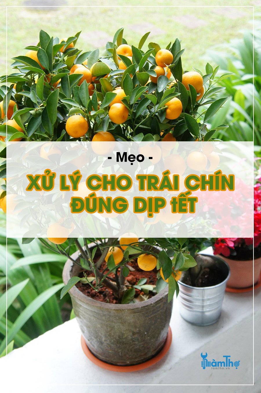 Mẹo xử lý câu quất ra trái và giúp trái chín vào đúng dịp Tết