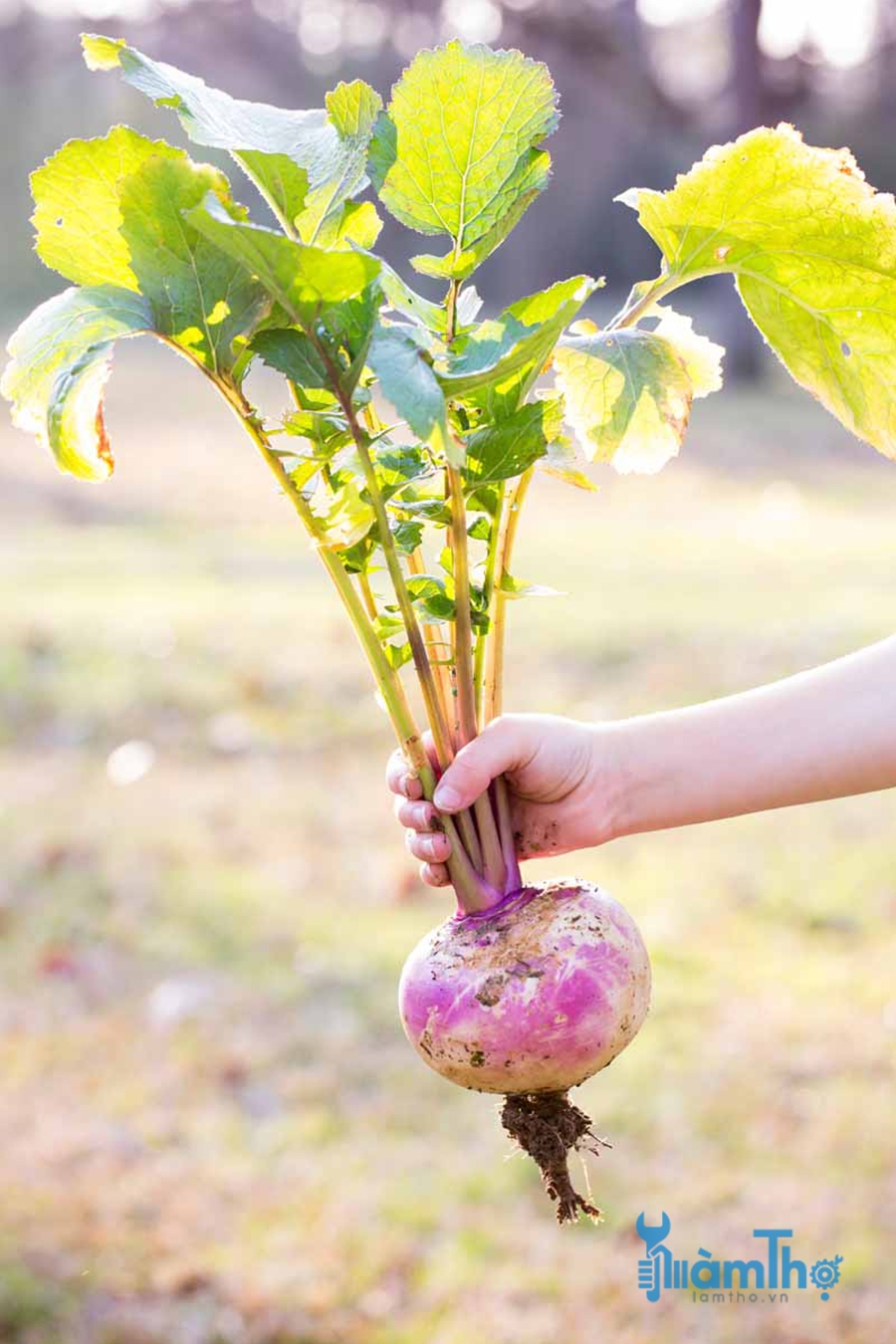 Sau 45 đến 60 ngày là có thể thu hoạch củ cải Turnip