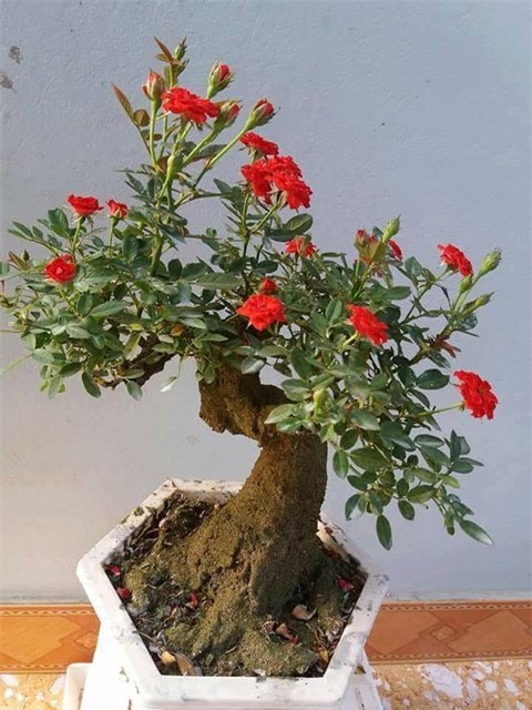 Kỹ thuật trồng hoa Hồng bonsai đẹp độc, lạ