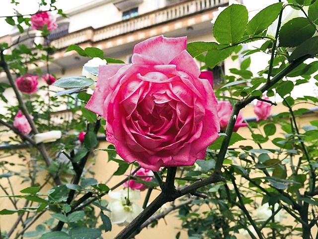 Tuyệt chiêu trồng hoa hồng cổ sapa