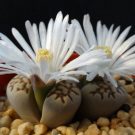 Kỹ thuật trồng hoa Thạch lan để bàn đẹp ngỡ ngàng