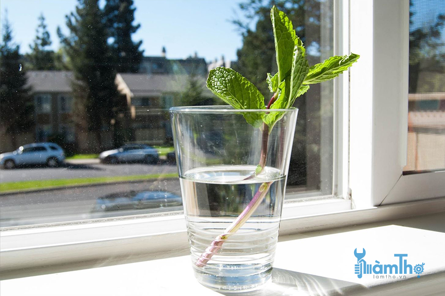 Đặt thân cây vào ly nước trên bậu cửa sổ