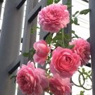 Kỹ thuật trồng hoa Hồng leo Thái cho tường nhà nổi bật