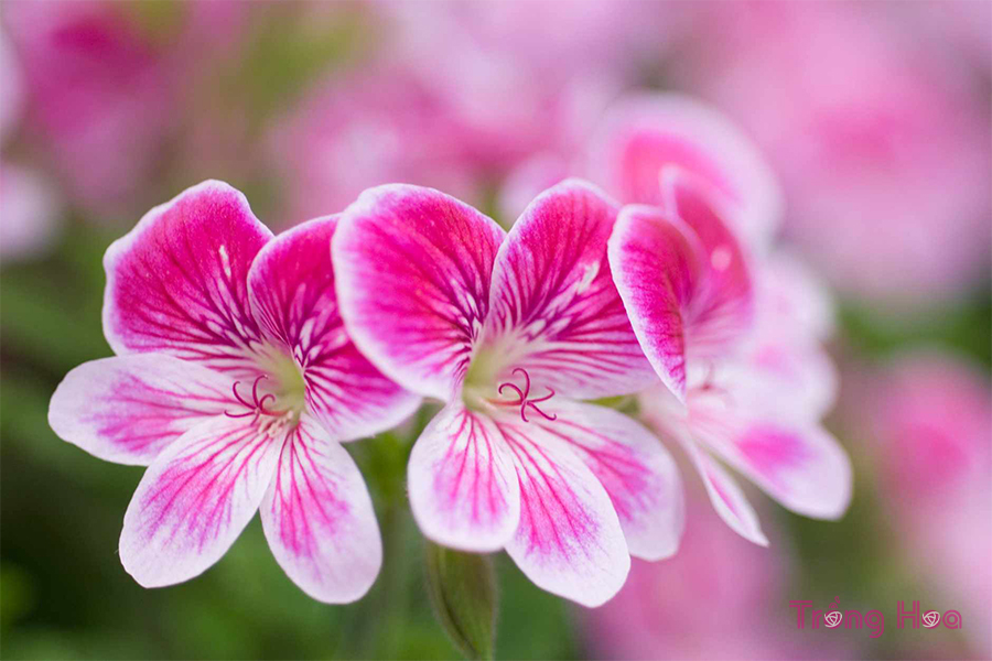 Hoa thiên trúc quỳ (Pelargonium)