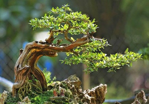 Khám phá bố cục chậu bonsai đẹp tỷ lệ đủ tiêu chuẩn