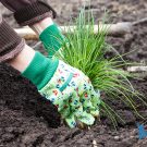 5 bước gieo hạt trồng cây lá hẹ thu hoạch liền tay tốt cho sức khỏe