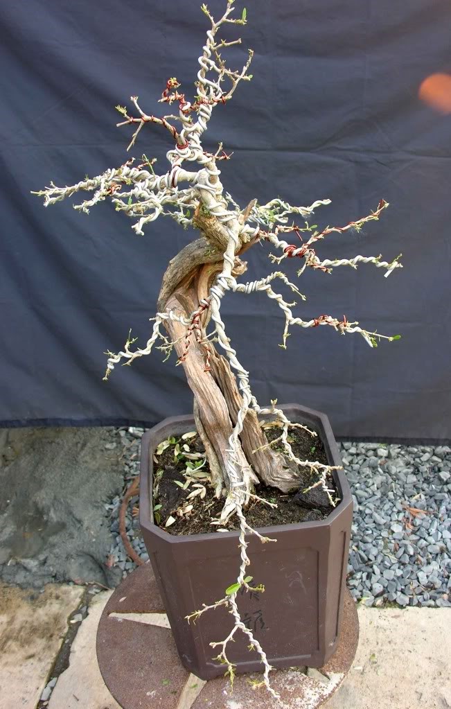 Bí kíp đảo cành lấy chi bonsai nghệ thuật