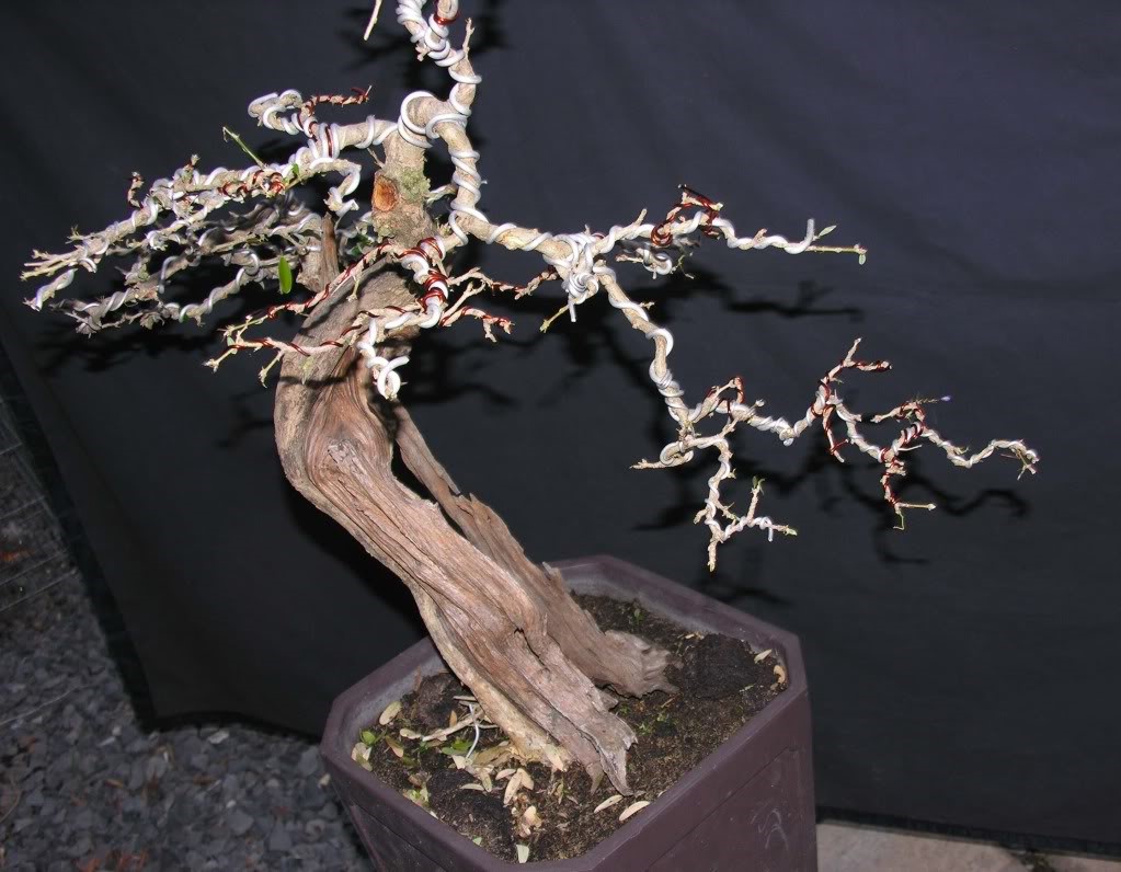 Bí kíp đảo cành lấy chi bonsai nghệ thuật