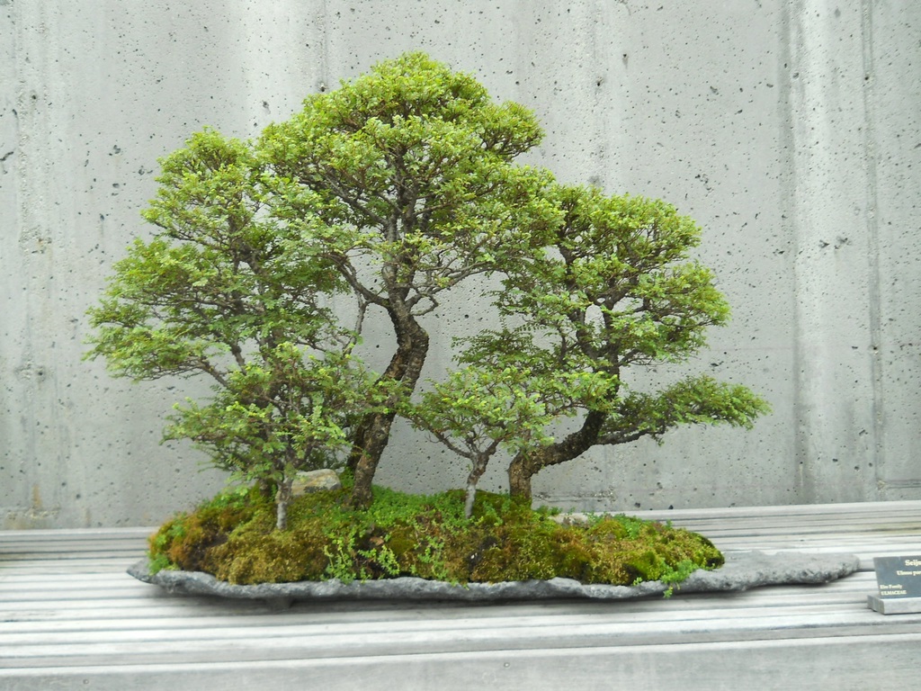 Bí kíp đảo cành lấy chi bonsai nghệ thuật