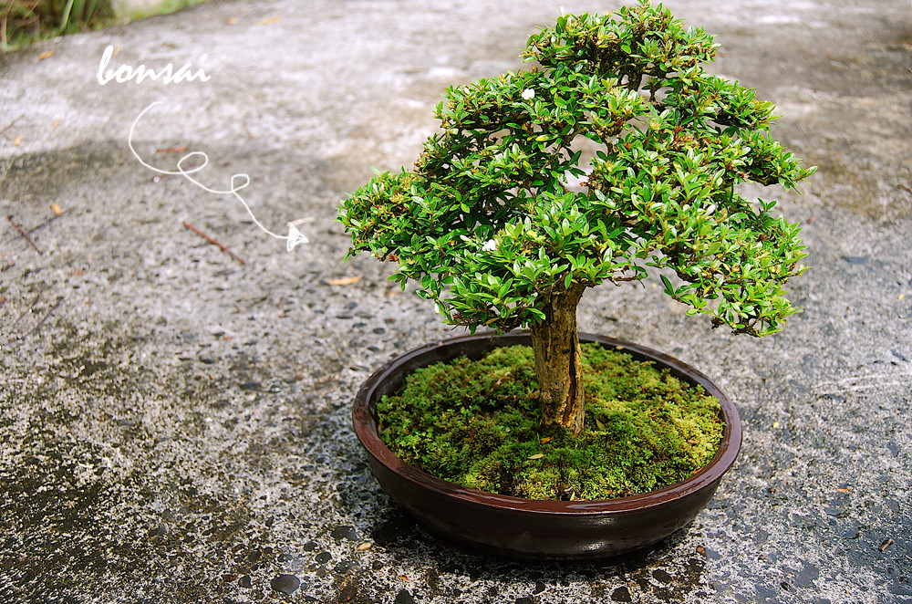 Bí kíp đảo cành lấy chi bonsai nghệ thuật