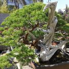 Hướng dẫn kỹ thuật đảo cành lấy chi bonsai tạo dáng đẹp