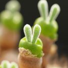 Kỹ thuật trồng hoa sen đá tai thỏ để bàn đáng yêu