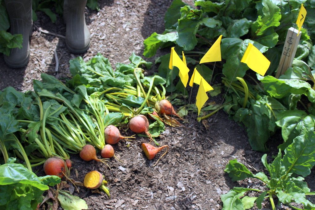 Cây củ cải vàng có đặc điểm là khi hình thành củ, củ thường trồi lên mặt luống làm cho vỏ củ sần sùi. 