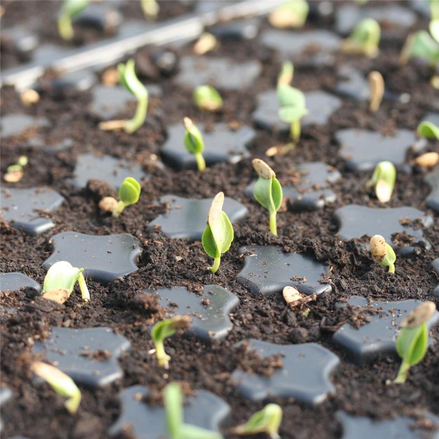 Mỗi chậu bạn có thể trồng từ 3-4 hạt, gieo hạt sâu khoảng 1cm rồi phủ một lướp đất mỏng tưới ẩm nhẹ.
