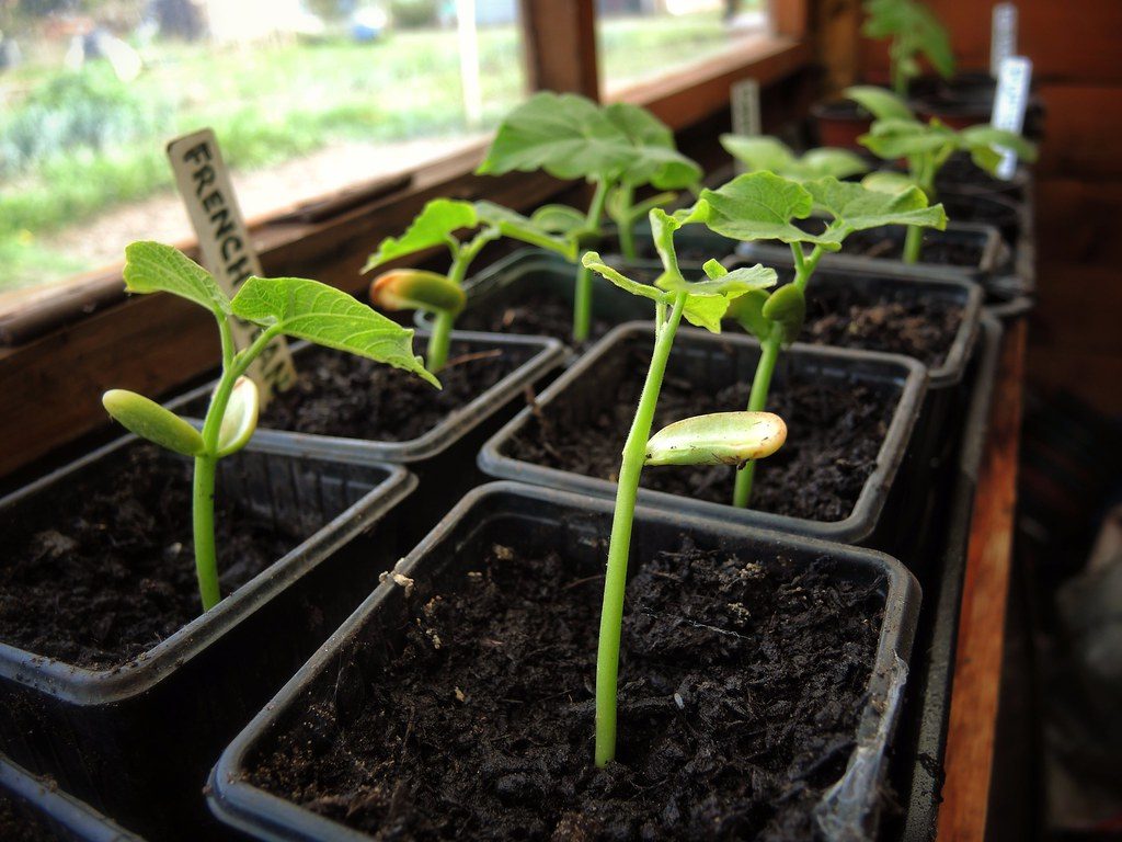 Chi tiết các bước trồng đậu cove tím không phải ai cũng biết