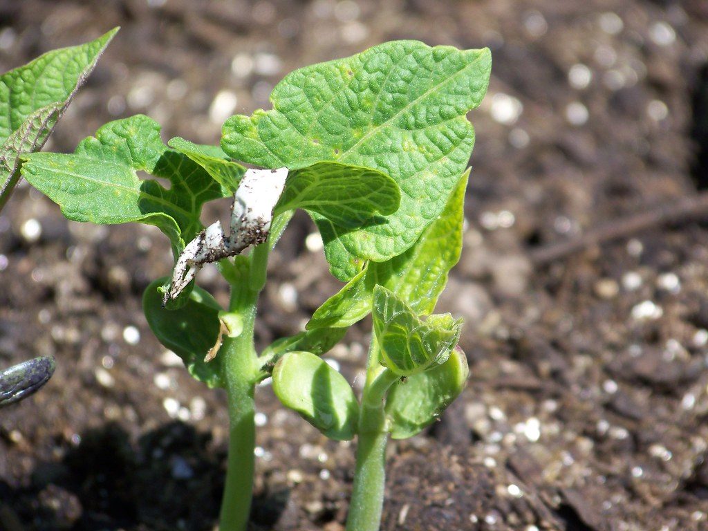 Chi tiết các bước trồng đậu cove tím không phải ai cũng biết