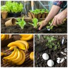 Làm vườn từ chuối và trứng hỏng cung cấp dinh dưỡng cho cây phát triển