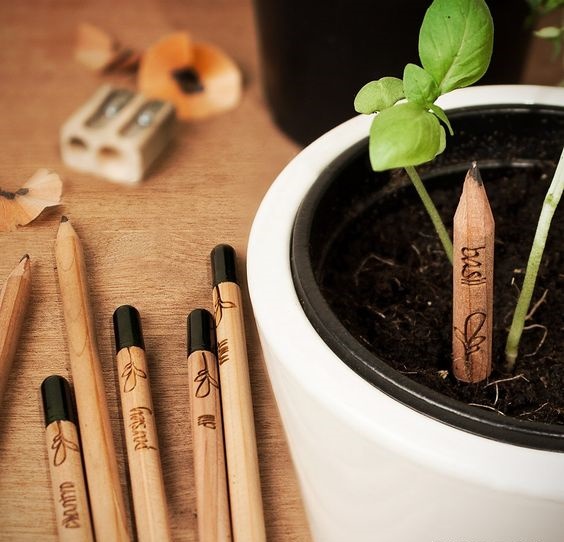 Khám phá mẹo hay trồng cây bằng bút chì cực thông minh