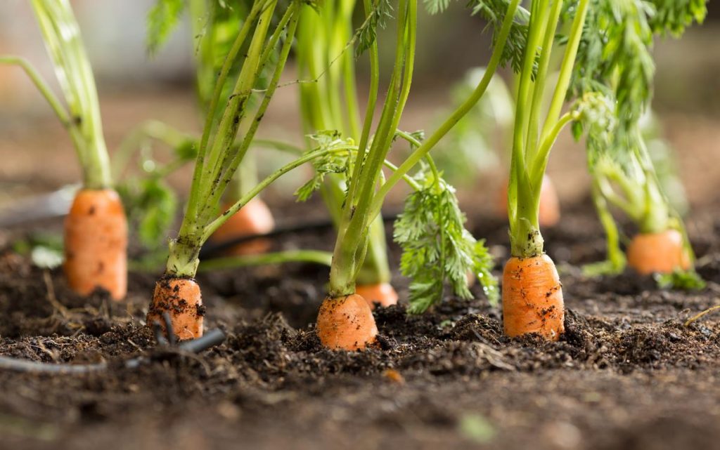 Khi bạn trồng hạt cà rốt, trộn nó với một số hạt củ cải. Củ cải sẽ nảy mầm nhanh hơn và trưởng thành nhanh hơn cà rốt.