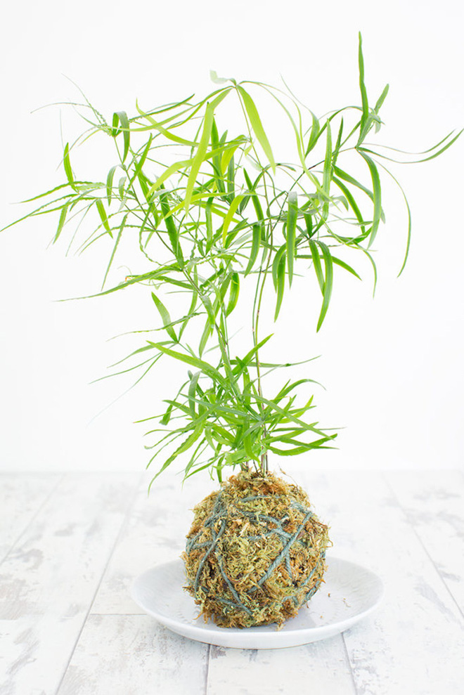 Nghệ thuật trồng cây Kokedama trang trí nhà