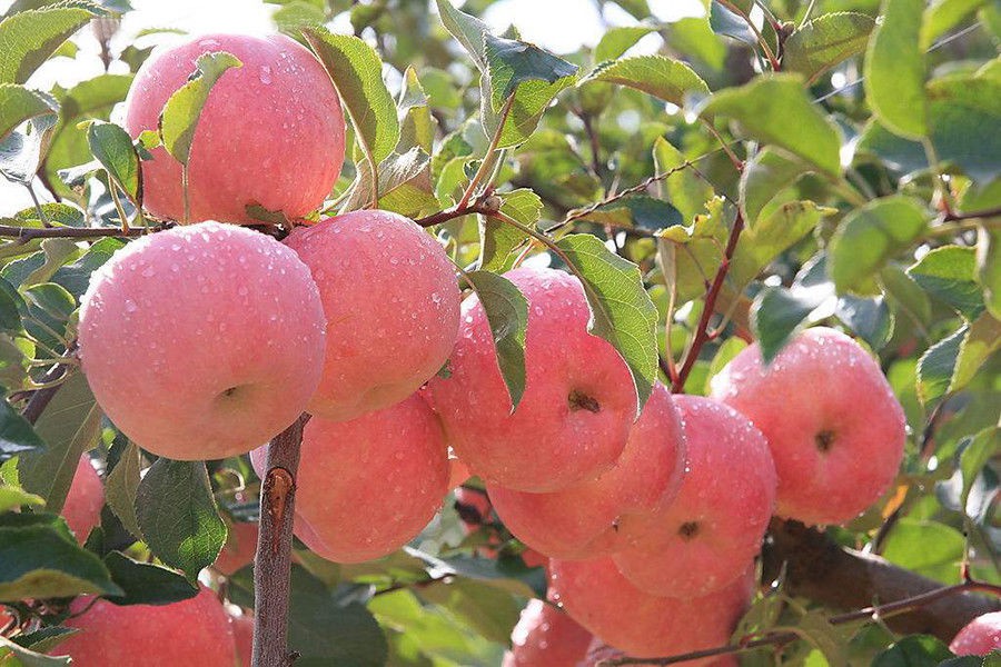 Kinh nghiệm trồng táo tây siêu lùn sai trĩu quả