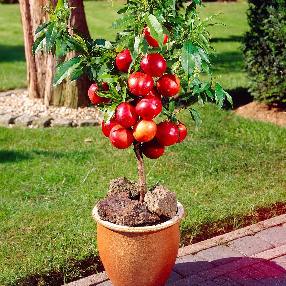 Kinh nghiệm trồng táo tây siêu lùn sai trĩu quả