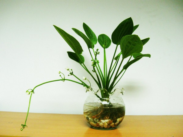 Hướng dẫn trồng cây hoa Bách thủy tiên cực dễ