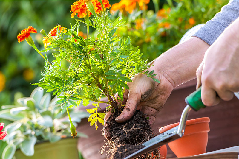 Bí quyết trồng và chăm sóc cây cảnh để bàn đúng cách nhất