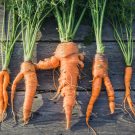 Nguyên nhân và cách khắc phục cà rốt bị biến dạng dị tật xuất hiện vị đắng