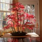 Hướng dẫn trồng và chăm sóc cây phong lá đỏ tại nhà đơn giản