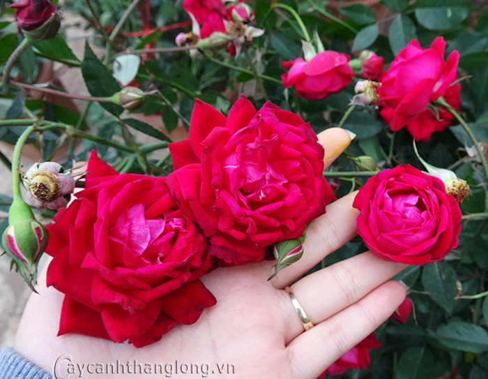 Kỹ thuật trồng hoa hồng quế hương thơm nồng nàn