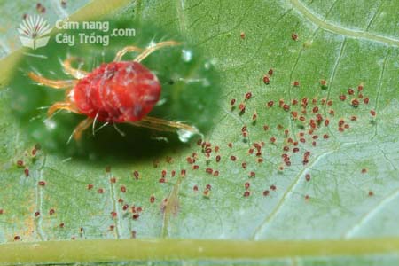 Nhện đỏ