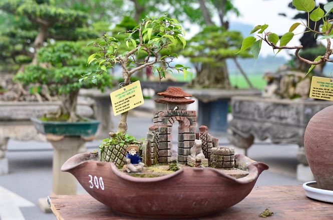 Cách thu nhỏ cây cảnh bonsai