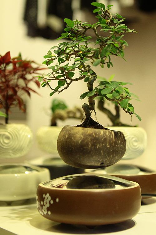 Cách làm bonsai bay