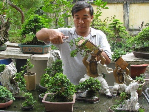 Lưu ý khi trồng bonsai trong nhà