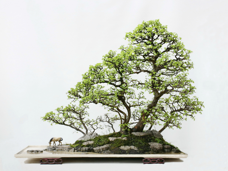 Lưu ý khi trồng bonsai trong nhà