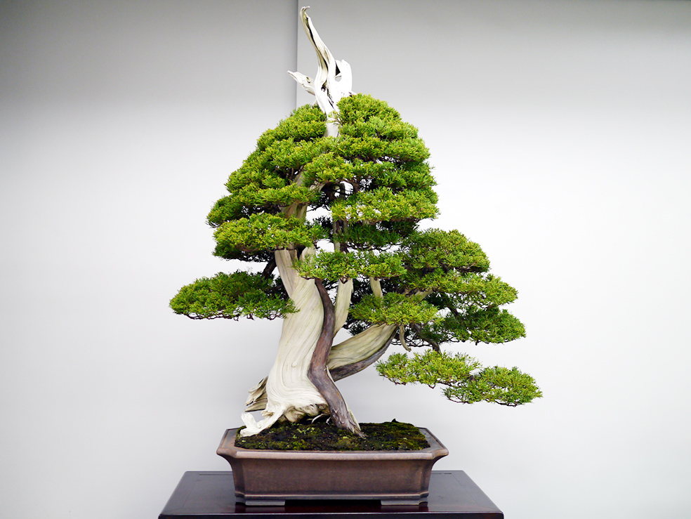 Tạo chi thứ cấp cho cây cảnh bonsai