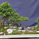 Hướng dẫn cách tạo chi thứ cấp cho cây cảnh bonsai