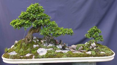 Hướng dẫn cách tạo chi thứ cấp cho cây cảnh bonsai