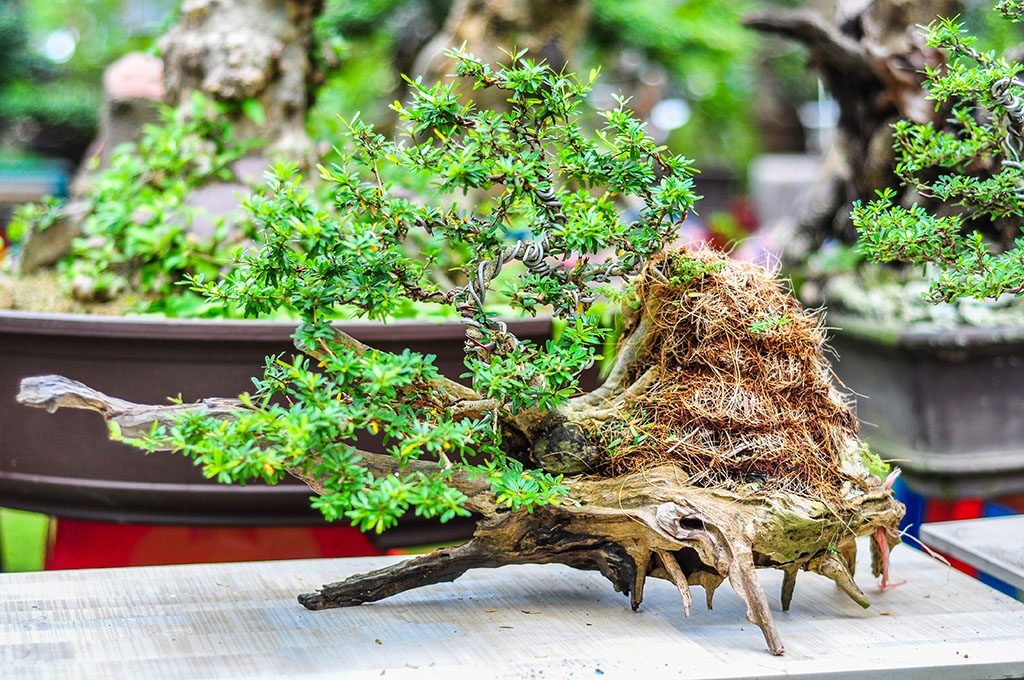 Tạo hình cây cảnh bonsai