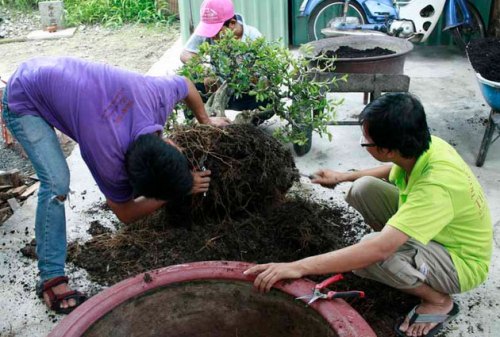 Tạo hình cây cảnh bonsai