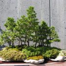 Hướng dẫn tạo hình cân đối và chăm sóc cây cảnh bonsai