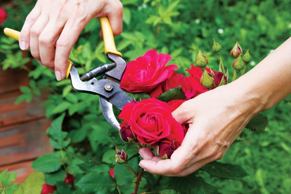 Kỹ thuật trồng và chăm sóc hoa hồng sau tết