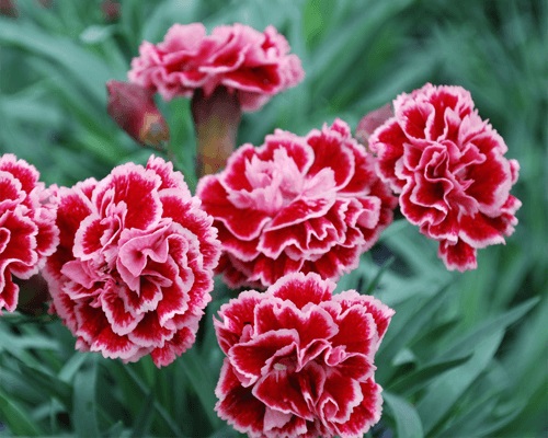 Kỹ thuật trồng hoa cẩm chướng bằng cành