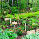 Tuyệt chiêu trộn đất trồng rau sạch cải tạo đất ngay tại nhà