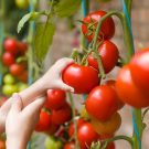 12 mẹo vặt giúp bạn trồng cà chua trong vườn vừa ngon vừa sạch