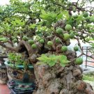 Hướng dẫn trồng và uốn tỉa cây ổi bonsai