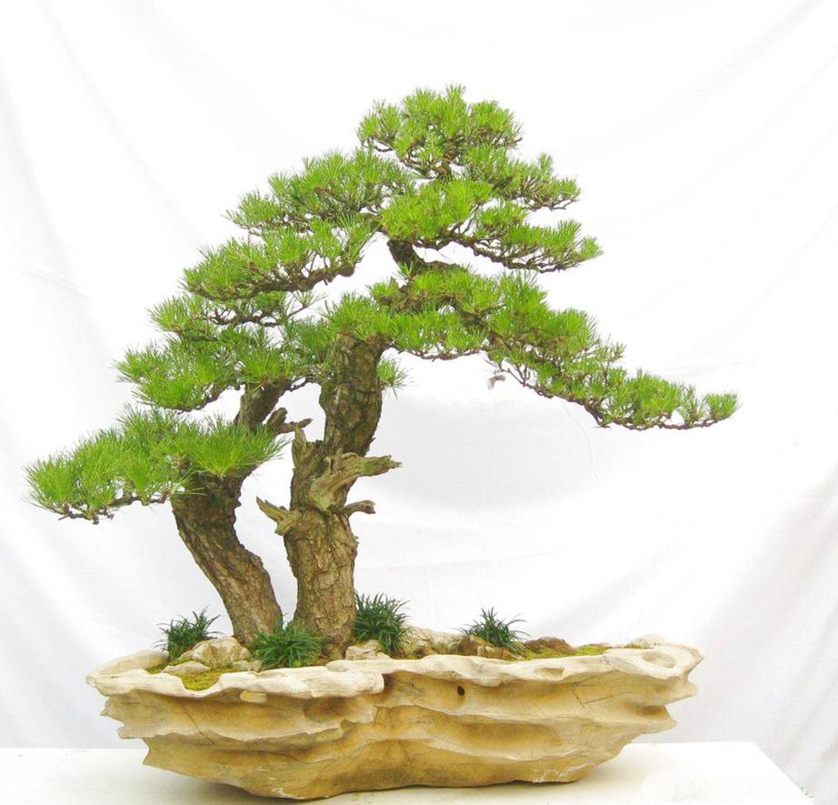 Hướng dẫn cách trồng bonsai đẹp từ rễ đến ngọn